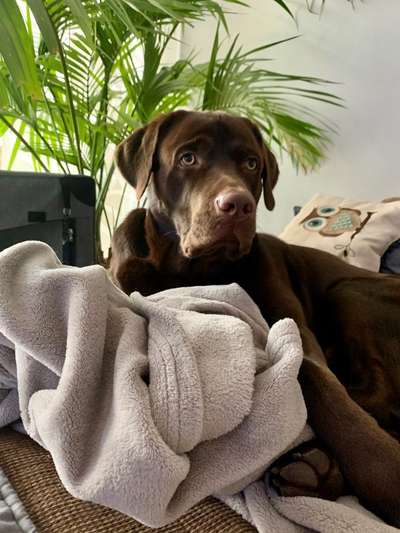 Labradorfans-Beitrag-Bild