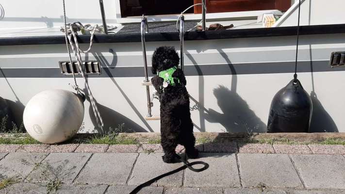 Die Dogorama Wochen Challenge-Beitrag-Bild