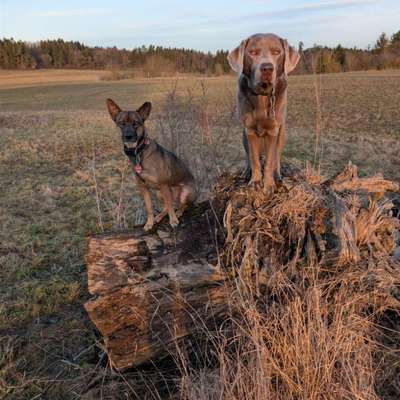Hundetreffen-Gemeinsamer Spaziergang/Training/Social Walk-Bild