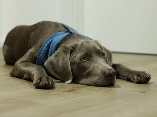 Labradorfans-Beitrag-Bild