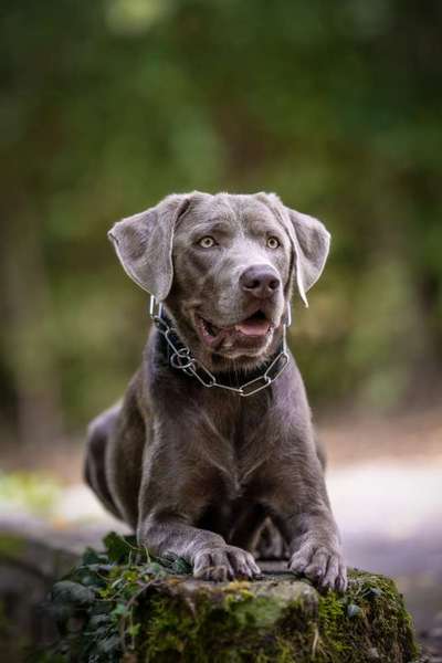 Dogorama Photo Challenge - Portrait-Beitrag-Bild