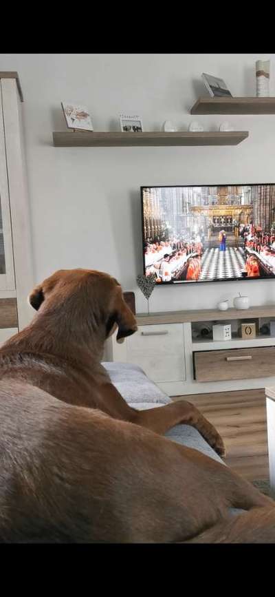 Dogorama Photo Challenge - Wir schauen fern (TV)-Beitrag-Bild