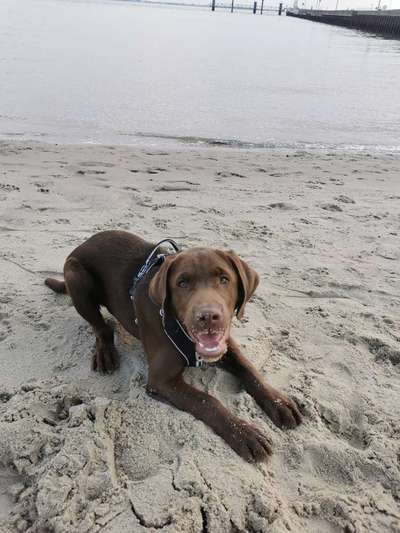 Fotosammlung: ,,Der natürliche Hund" Unbearbeitet, ungestellt und in Natura-Beitrag-Bild