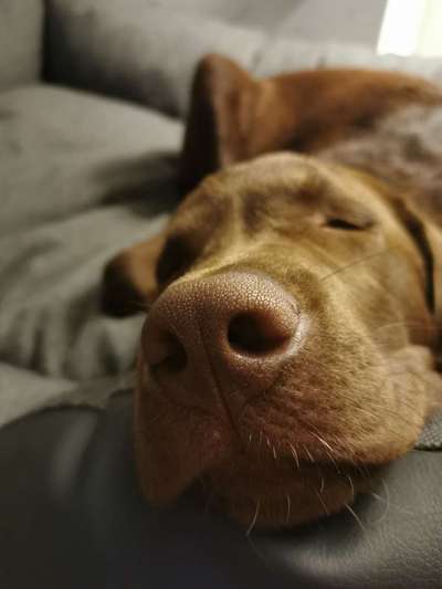 Zeigt her eure Hundenasen-Beitrag-Bild