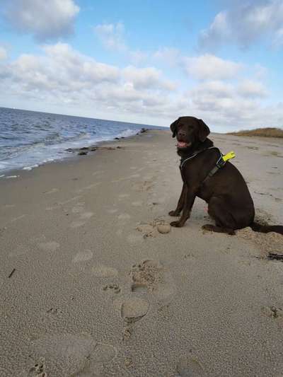 Wo sind meine Labrador Freunde-Beitrag-Bild