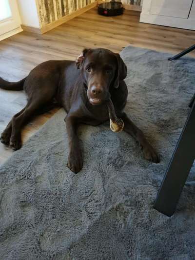 Labradorfans-Beitrag-Bild