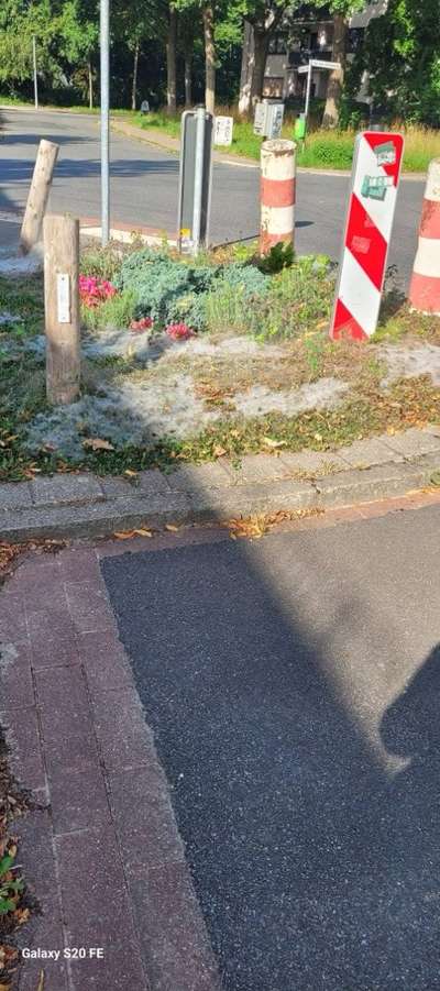 Giftköder-Eichen-Prozessionsspinner-Bild