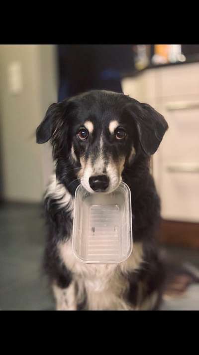 Postet das beste Foto von euren 4 beinern-Beitrag-Bild