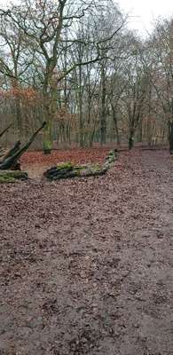 Hundeauslaufgebiet-Volkspark Jungfernheide-Bild