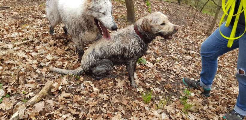 Labradorfans-Beitrag-Bild