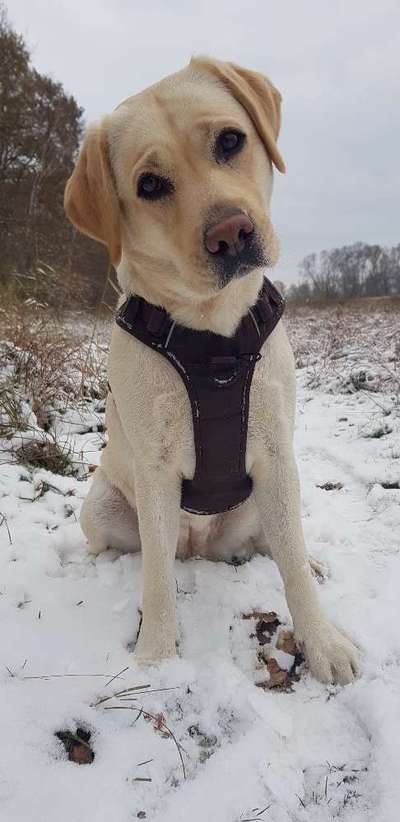 Dogorama Photo Challenge - Winterstimmung-Beitrag-Bild