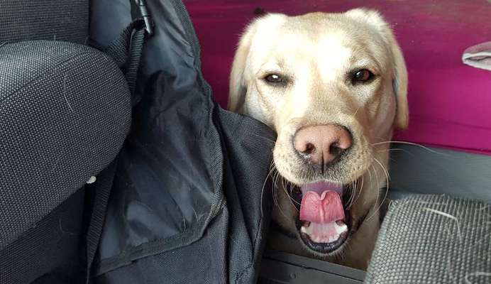 Dein lächelnder Vierbeiner-Beitrag-Bild