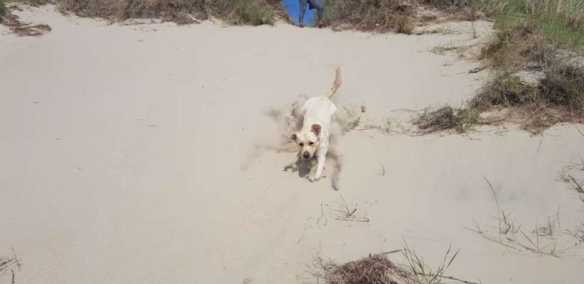 Labradorfans-Beitrag-Bild