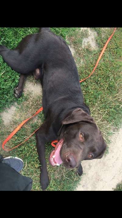 Labradorfans-Beitrag-Bild