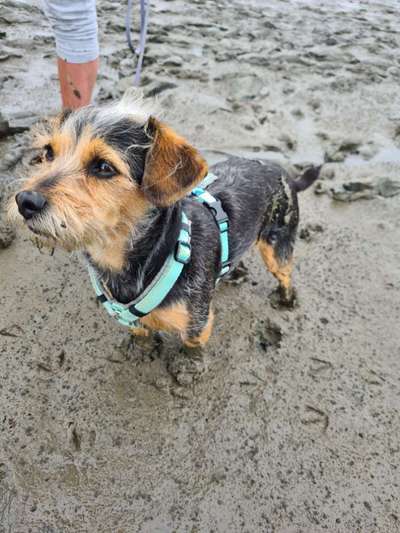 Mischlingshunde Foto Aufruf-Beitrag-Bild