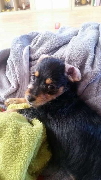 Welpen Bilder !-Beitrag-Bild