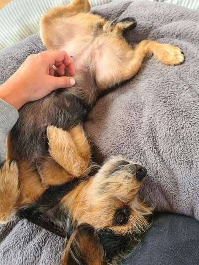 Rassen und ihre Eigenschaften-Beitrag-Bild