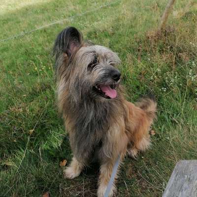 Hundetreffen-Hunde zum gemeinsamen Spaziergang/Spielen gesucht