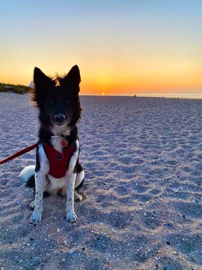 Hunde im Urlaub-Beitrag-Bild