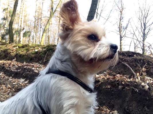 Doppelgänger gesucht !-Beitrag-Bild