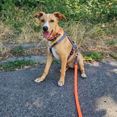 Hundetreffen-Gemeinsames gassi gehen-Bild