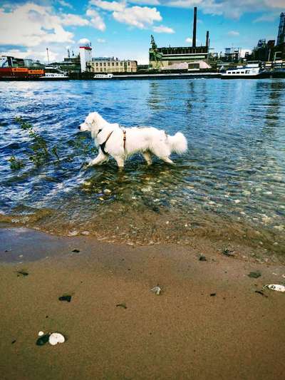 Dogorama-Monats-Challenge-Mai "Wasser"-Beitrag-Bild