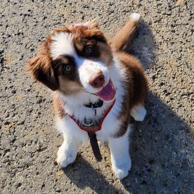 Hundetreffen-Spielpartner gesucht-Bild