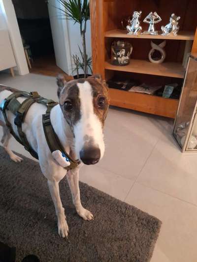 Windhunde - Treffen der besonderen Schönheiten
HERZLICH WILLKOMMEN-Beitrag-Bild