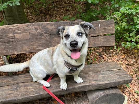 Corgis und ihre persönlichen Hofangestellten-Beitrag-Bild
