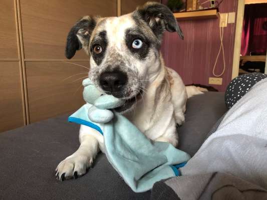 Zeige deinen Schatz mit seinem Lieblingsspielzeug.-Beitrag-Bild