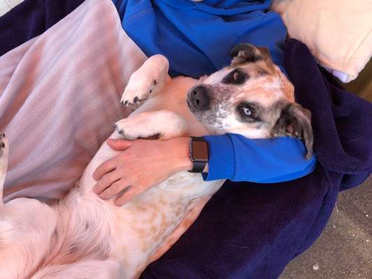 Eure schönsten Urlaubsfotos mit euren Lieblingen auf vier Pfoten-Beitrag-Bild