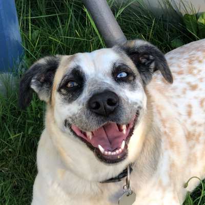 Handy Foto Challange Nr. 46  Happy Dog-Beitrag-Bild