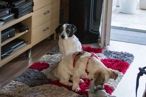 Hundekumpel verstorben-Beitrag-Bild