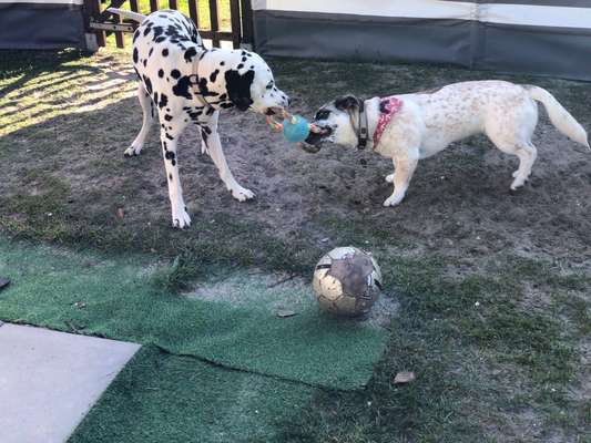 Bester Freund, Hundekumpel - zeigt her!-Beitrag-Bild