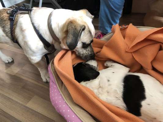 Hundekumpel verstorben-Beitrag-Bild