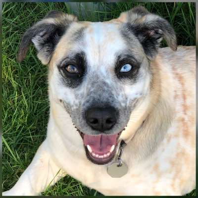 Zeichnungen eurer Hunde-Beitrag-Bild