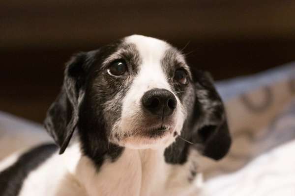 Fotochallenge Nr. 56 - geliebte Senioren-Beitrag-Bild