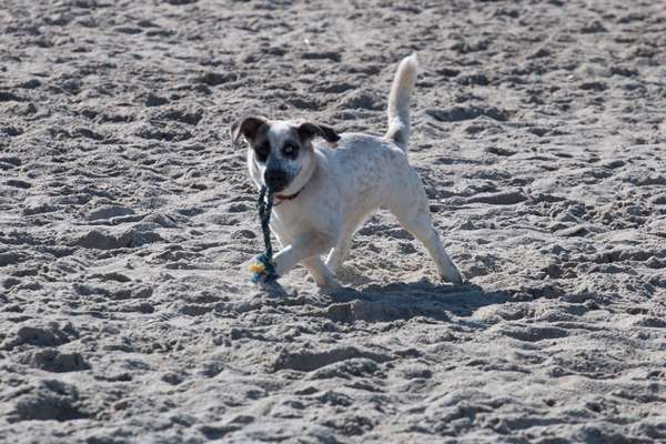 Eure schönsten Urlaubsfotos mit euren Lieblingen auf vier Pfoten-Beitrag-Bild