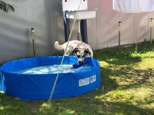Eure schönsten Urlaubsfotos mit euren Lieblingen auf vier Pfoten-Beitrag-Bild