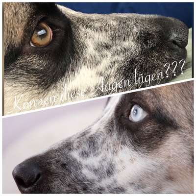 Die Augen Deines Hundes-Beitrag-Bild