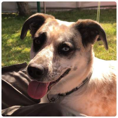 eure Spitznamen für die Vierbeiner-Beitrag-Bild