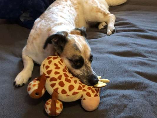 Der Lieblingsplüschi eures Vierbeiners-Beitrag-Bild