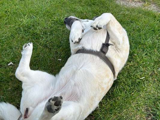 Dogorama Photo Challenge - Zeigt her eure Bäuche-Beitrag-Bild