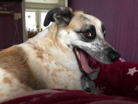 Zeigt eure verrücktesten Hundebilder-Beitrag-Bild