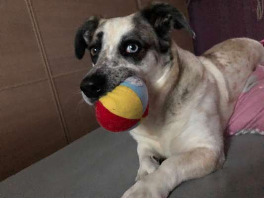 Zeige deinen Schatz mit seinem Lieblingsspielzeug.-Beitrag-Bild