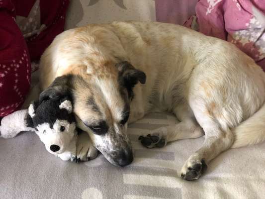 Zeige deinen Schatz mit seinem Lieblingsspielzeug.-Beitrag-Bild