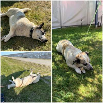 39. Collagen Challenge - Dein Hund auf einer Wiese-Beitrag-Bild