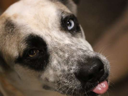 Fotochallenge Nr. 59 - Mein Hund zeigt die Zunge-Beitrag-Bild