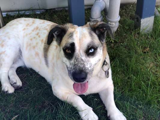 Australian Cattle Dogs-Beitrag-Bild