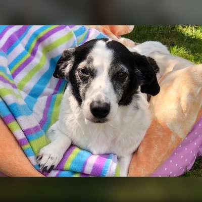 Unsere Fellnasen im Regenbogenland-Beitrag-Bild